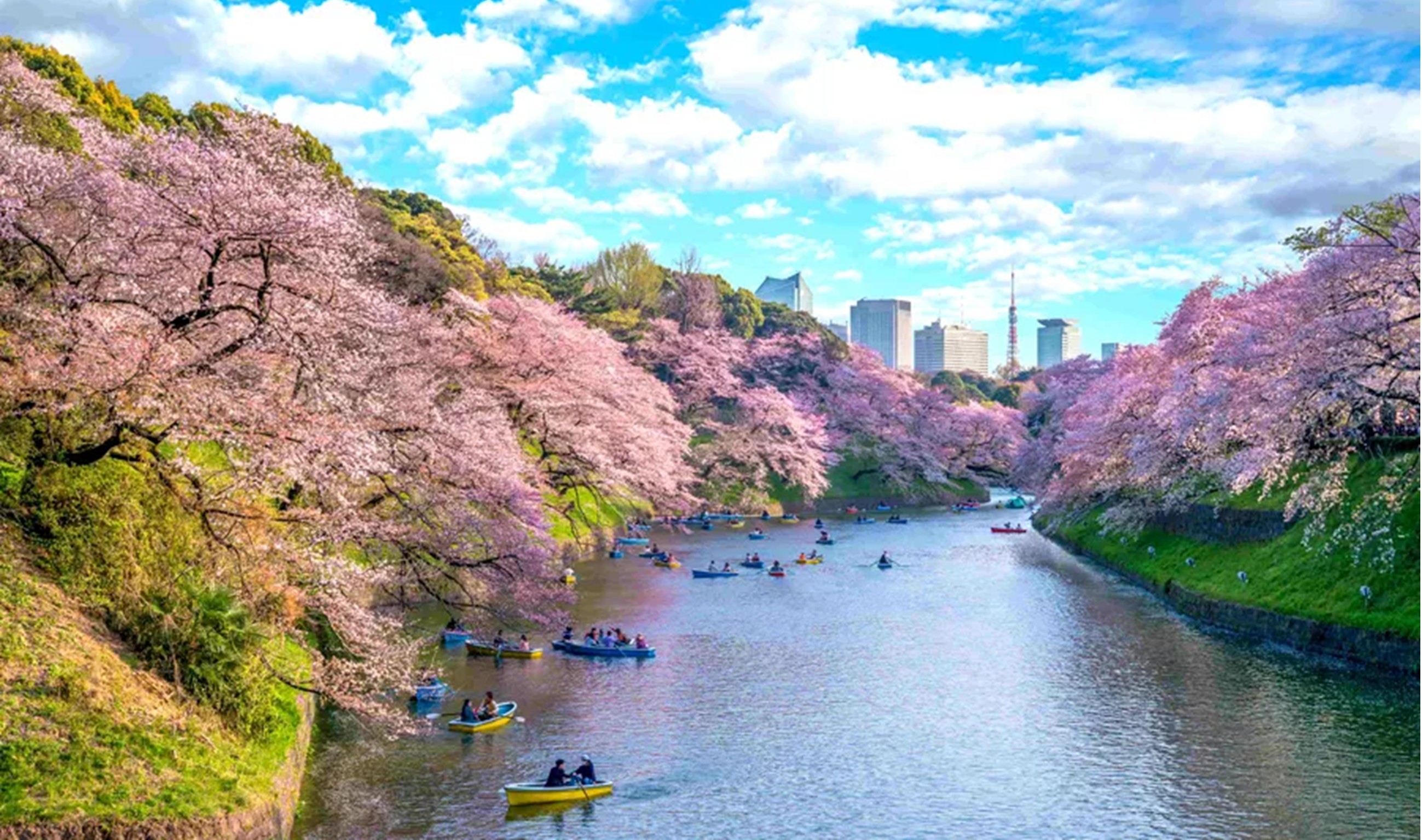 MÙA HOA ANH ĐÀO TOKYO - FUJI - NARITA (SGT)